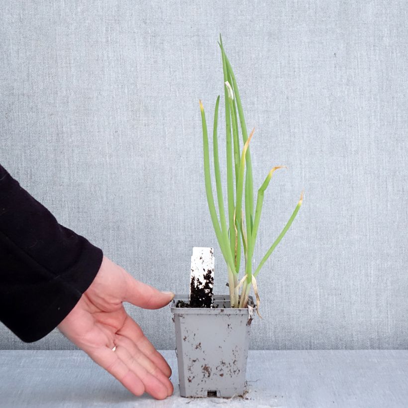 Exemplar von Winter-Zwiebel - Allium fistulosum Kleine Töpfe von 8/9 cm Kaliber/Größe I wie im Frühjahr geliefert