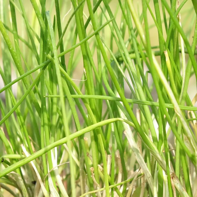 Schnittlauch Corsican White - Allium schoenoprasum (Foliage)