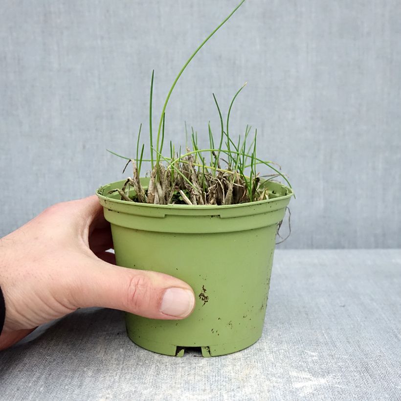 Exemplar von Schnittlauch Bio-Pflanzen Topf 10 cm/11cm wie im Winter geliefert
