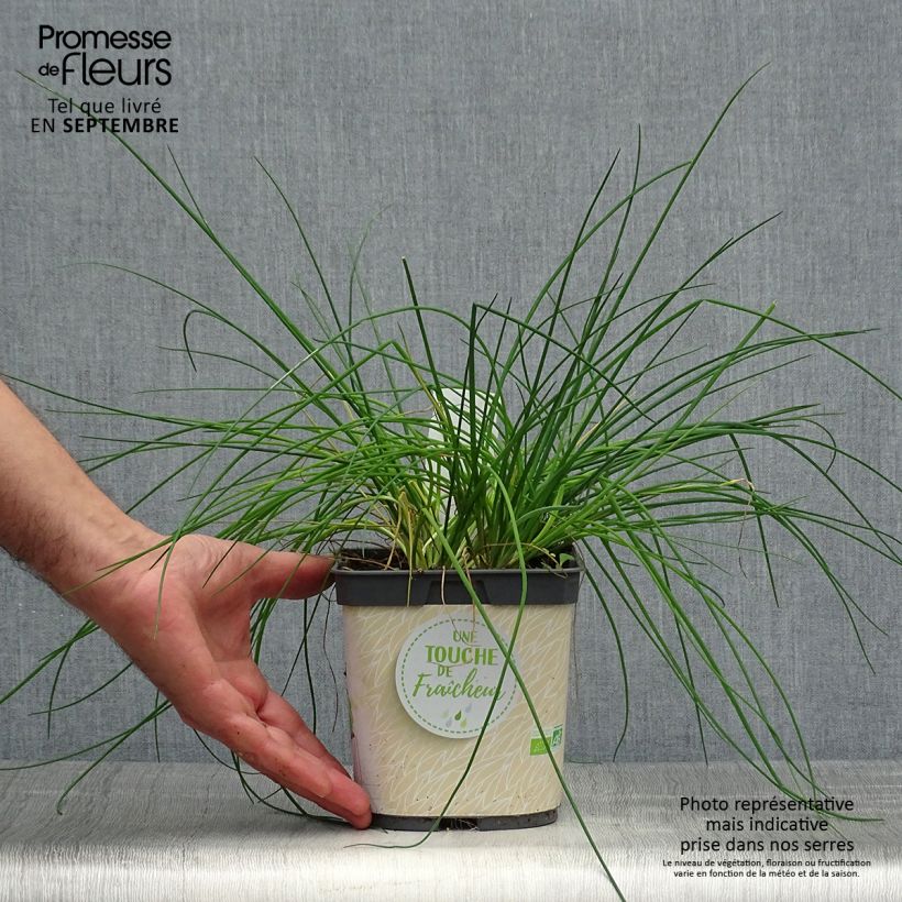 Example of Schnittlauch Bio-Pflanzen Topf mit 2L/3L as you get in automne