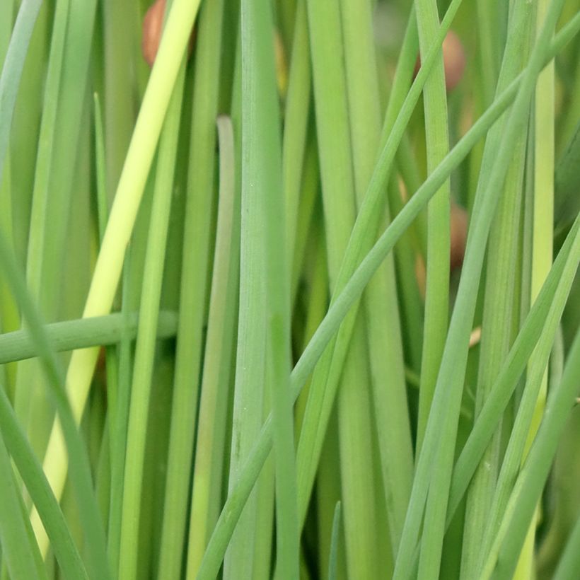 Schnittlauch Bio-Pflanzen (Foliage)