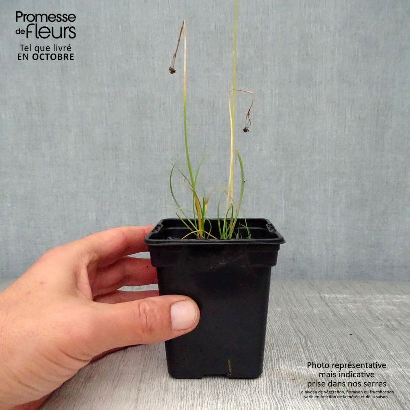 Example of Schnittknoblauch Bio Kleine Töpfe von 7/8 cm as you get in automne