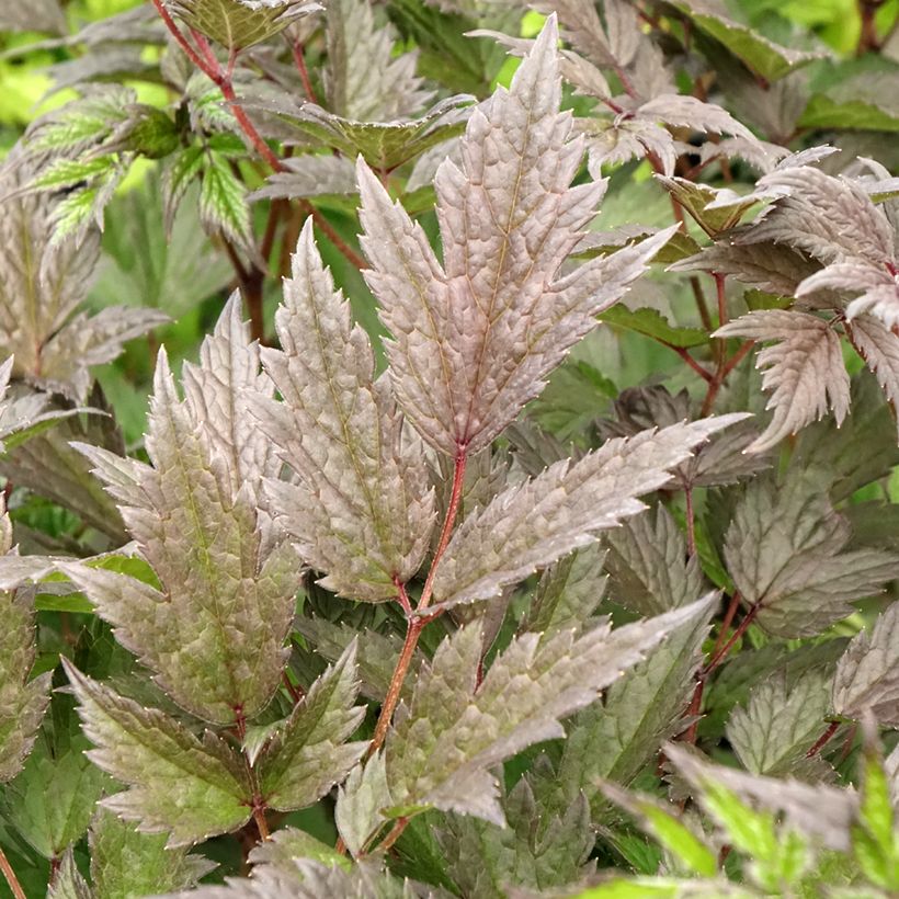 Actaea Queen of Sheba - Silberkerze (Foliage)