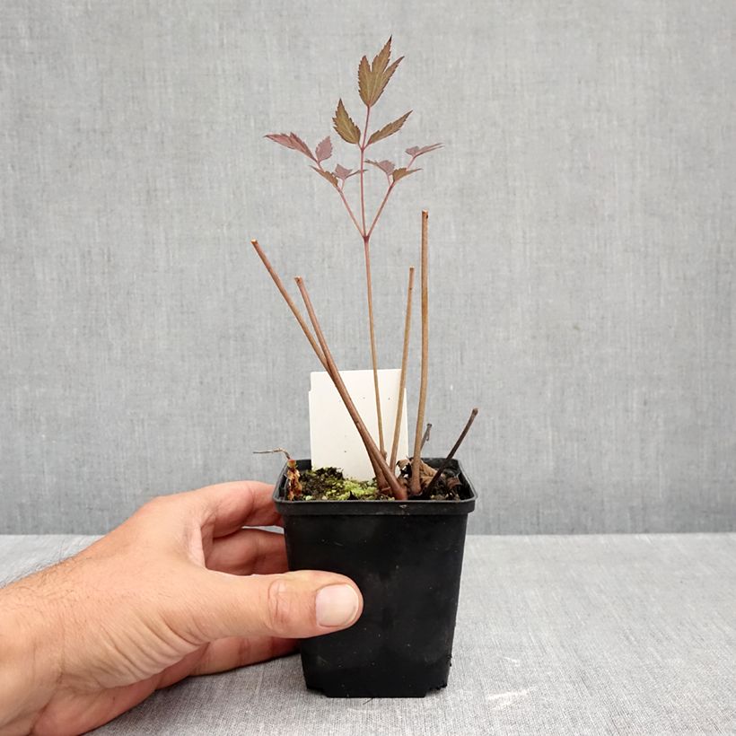 Exemplar von Actaea Queen of Sheba - Silberkerze Kleine Töpfe von 8/9 cm wie im Herbst geliefert