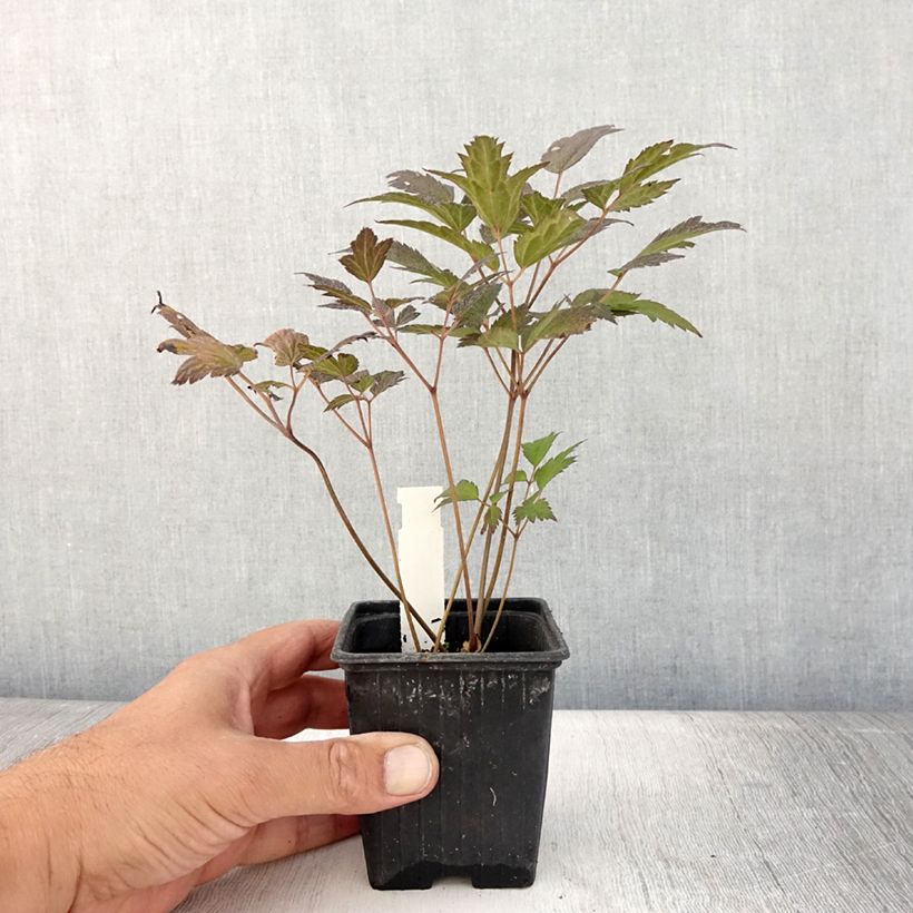 Example of Actaea Queen of Sheba - Silberkerze Kleine Töpfe von 8/9 cm as you get in ete