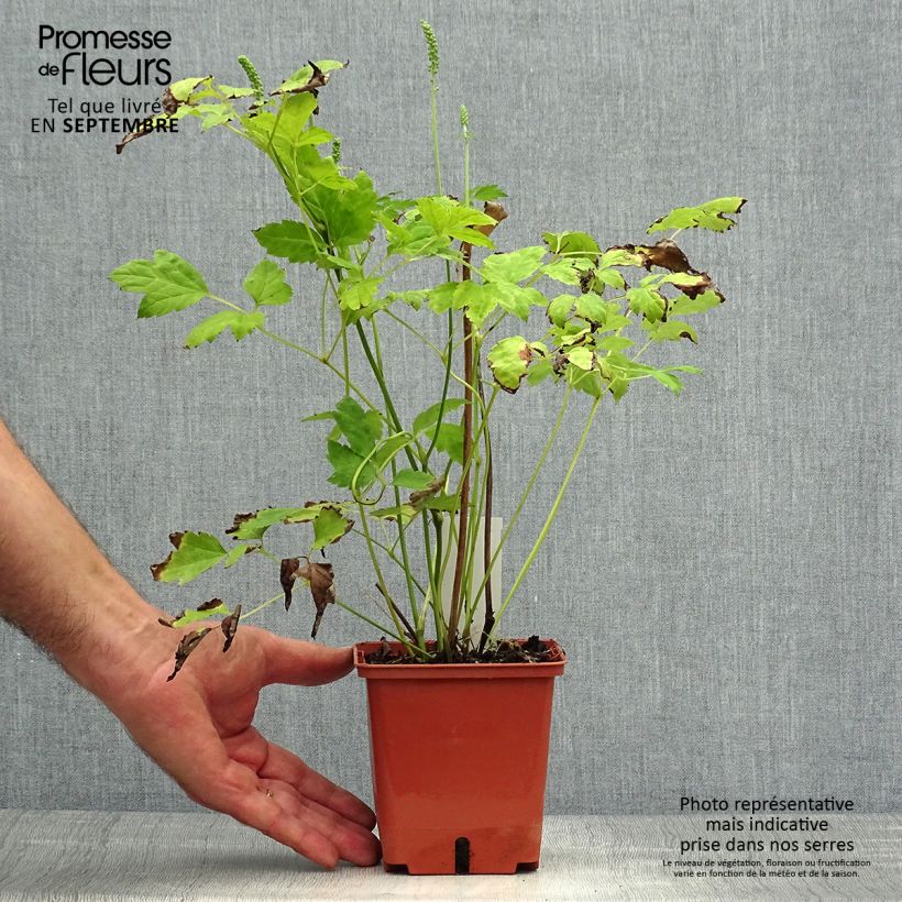 Example of Actaea matsumurae White Pearl - Silberkerze Topf mit 1,5L/2L as you get in automne
