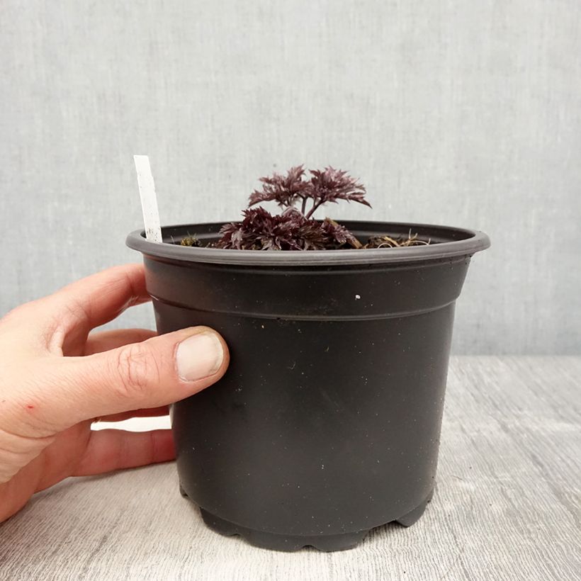 Exemplar von Actaea simplex Atropurpurea - Oktober-Silberkerze Topf mit 2L/3L wie im Frühjahr geliefert