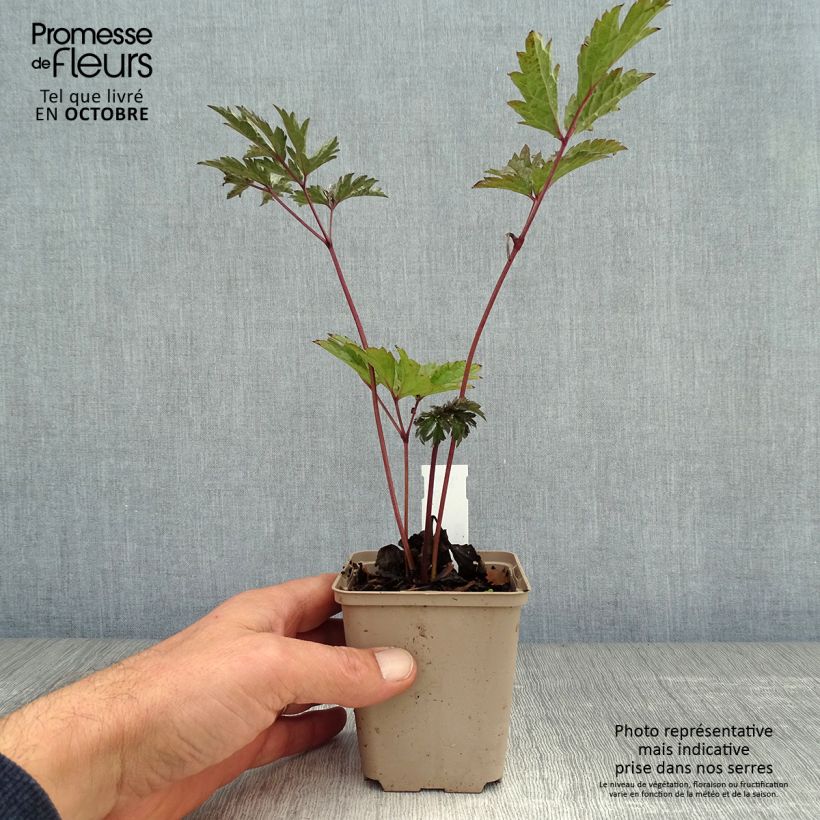 Example of Actaea simplex Brunette - Oktober-Silberkerze Kleine Töpfe von 8/9 cm as you get in automne