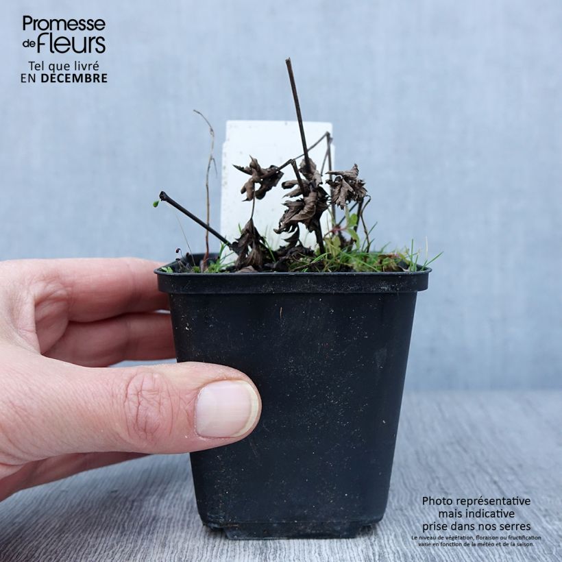 Example of Actaea simplex Chocoholic - Oktober-Silberkerze Kleine Töpfe von 8/9 cm as you get in automne