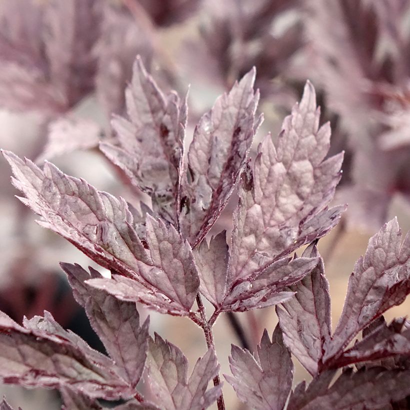 Actaea simplex Chocoholic - Oktober-Silberkerze (Foliage)