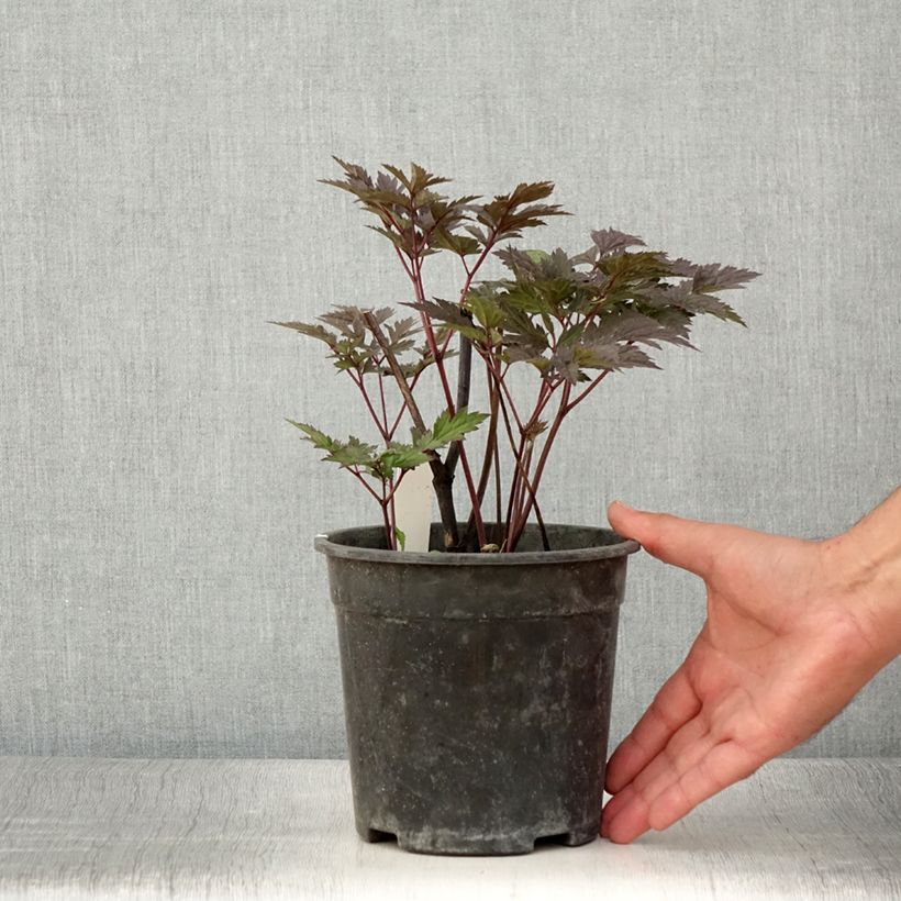 Example of Actaea simplex Chocoholic - Oktober-Silberkerze Topf mit 2L/3L as you get in ete
