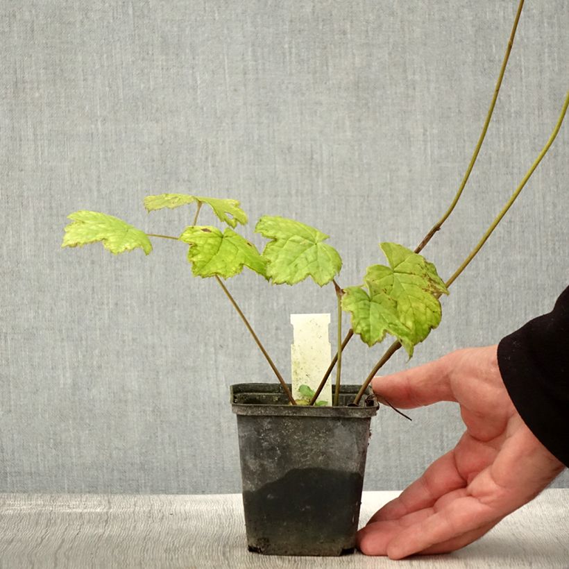 Example of Actaea biternata - Christophskraut Kleine Töpfe von 8/9 cm as you get in automne