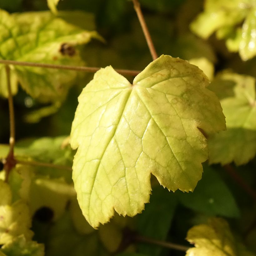 Actaea biternata - Christophskraut (Foliage)
