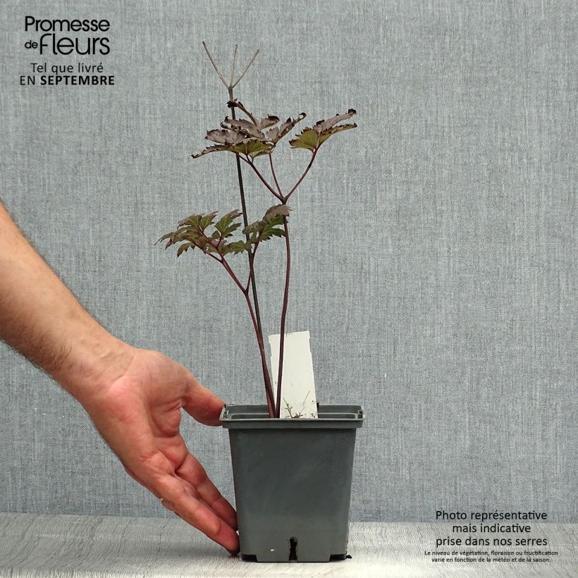 Example of Actaea simplex Carbonella - Oktober-Silberkerze Topf mit 1L/1,5L as you get in automne