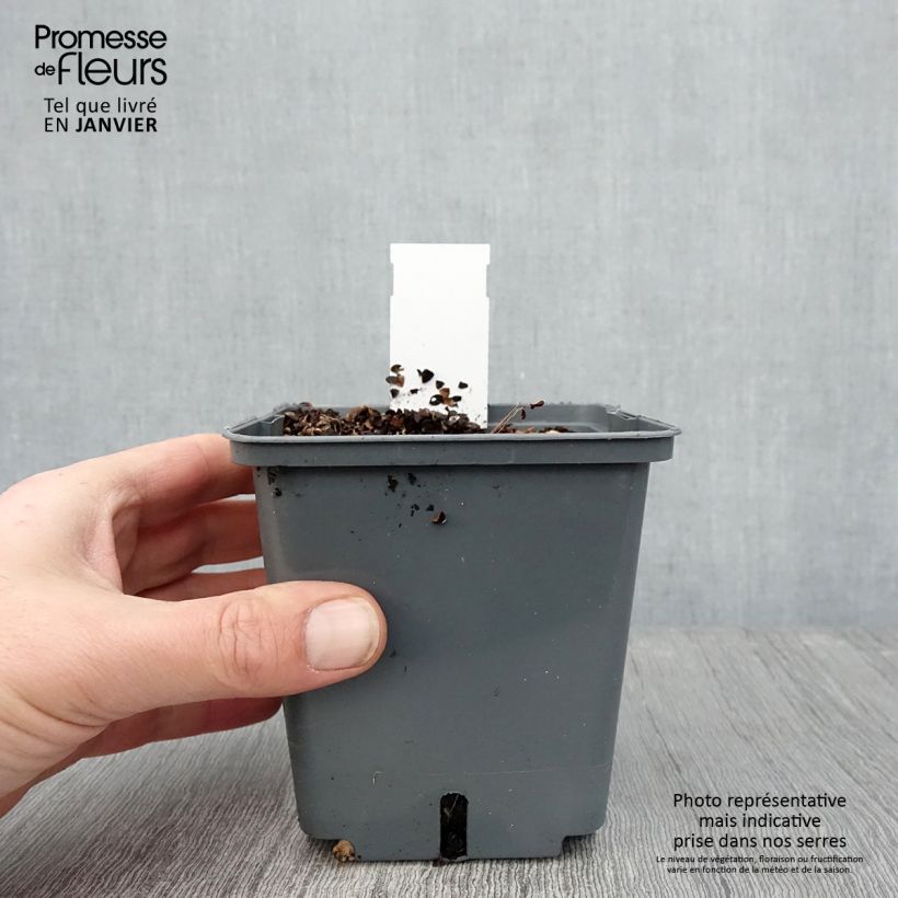 Exemplar von Actaea simplex Carbonella - Oktober-Silberkerze Topf mit 1L/1,5L wie im Winter geliefert