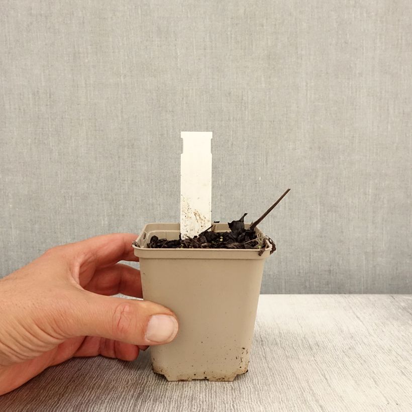 Example of Actaea simplex James Compton - Oktober-Silberkerze Kleine Töpfe von 8/9 cm as you get in automne