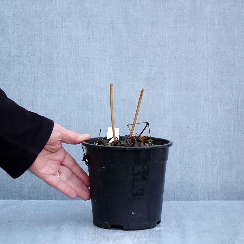 Exemplar von Actaea racemosa - Trauben-Silberkerze Topf mit 2L/3L wie im Herbst geliefert