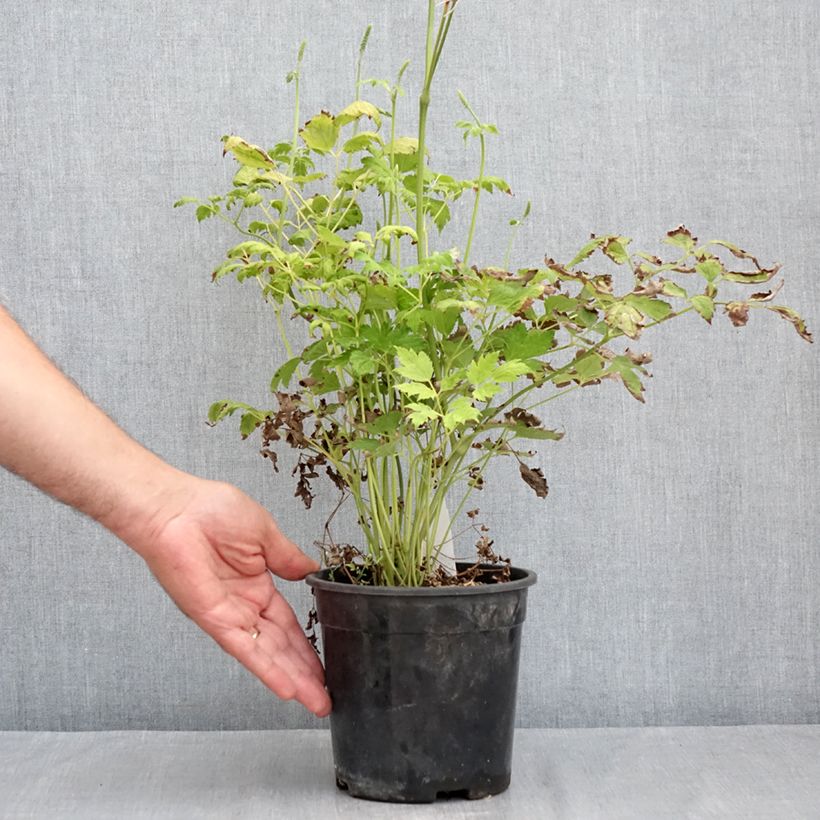 Example of Actaea racemosa - Trauben-Silberkerze Topf mit 2L/3L as you get in ete