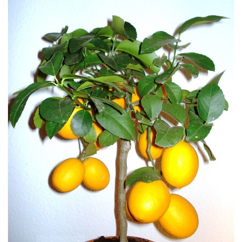 Hybride Zitrone Meyer - Citrus x limon (Plant habit)