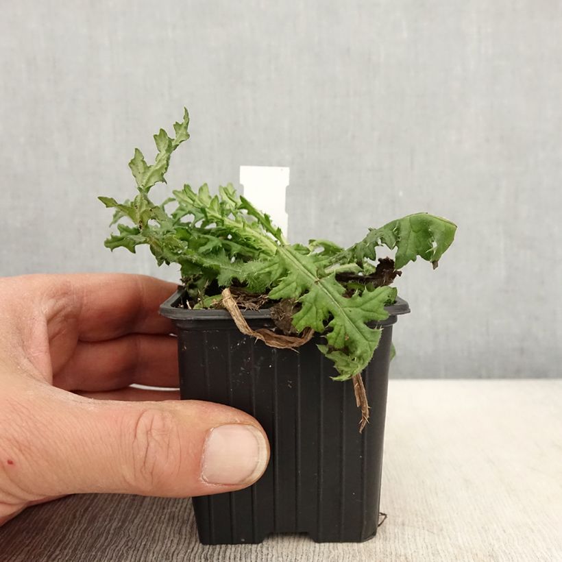 Exemplar von Cirsium japonicum Rose Beauty - Japanische Kratzdistel Kleine Töpfe von 8/9 cm wie im Frühjahr geliefert