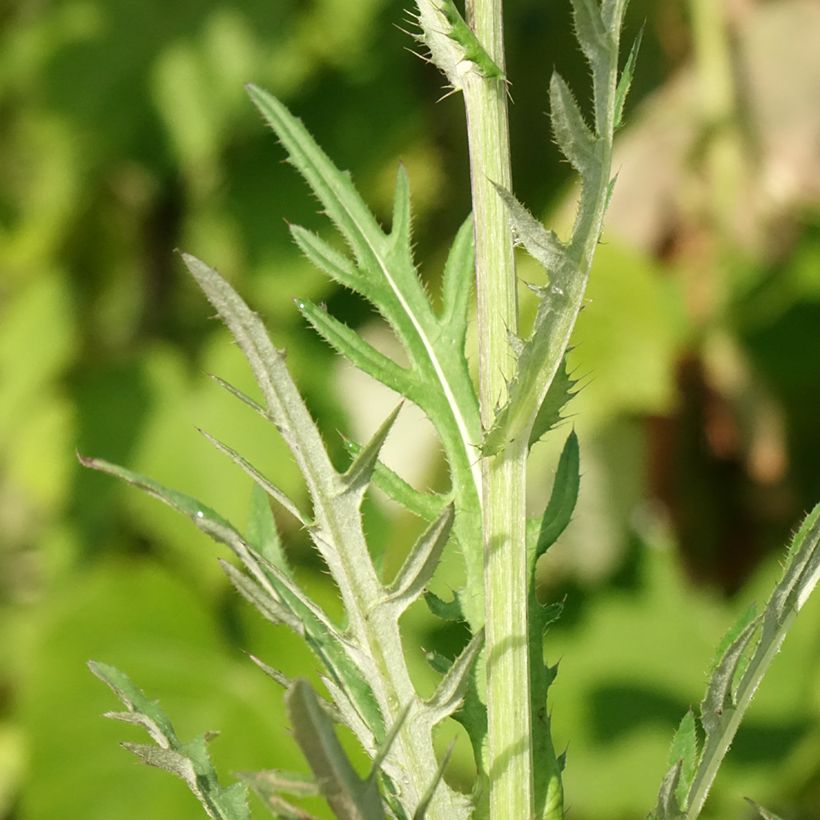 Cirsium rivulare Trevors Blue Wonder - Bach-Kratzdistel (Foliage)