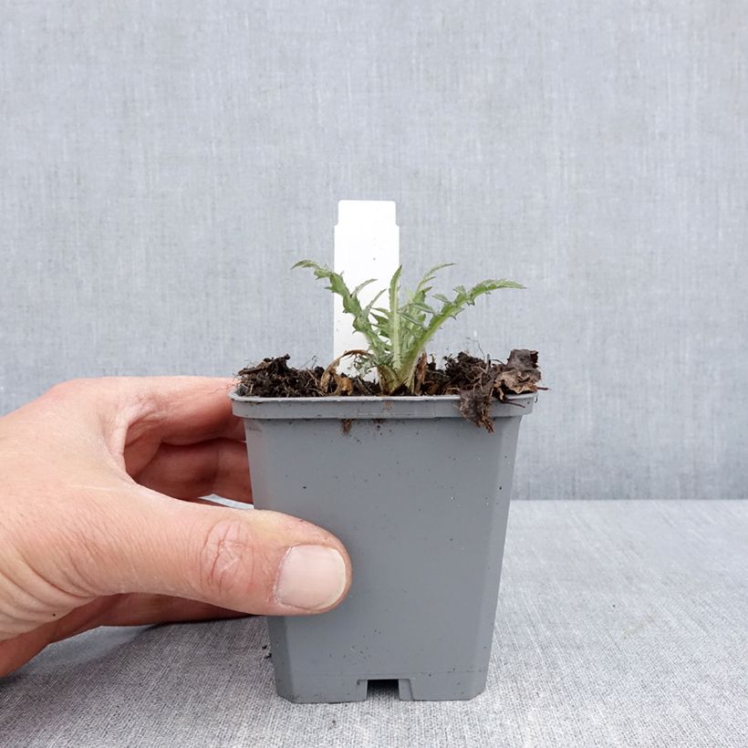 Exemplar von Cirsium rivulare Trevors Blue Wonder - Bach-Kratzdistel Kleine Töpfe von 8/9 cm wie im Frühjahr geliefert