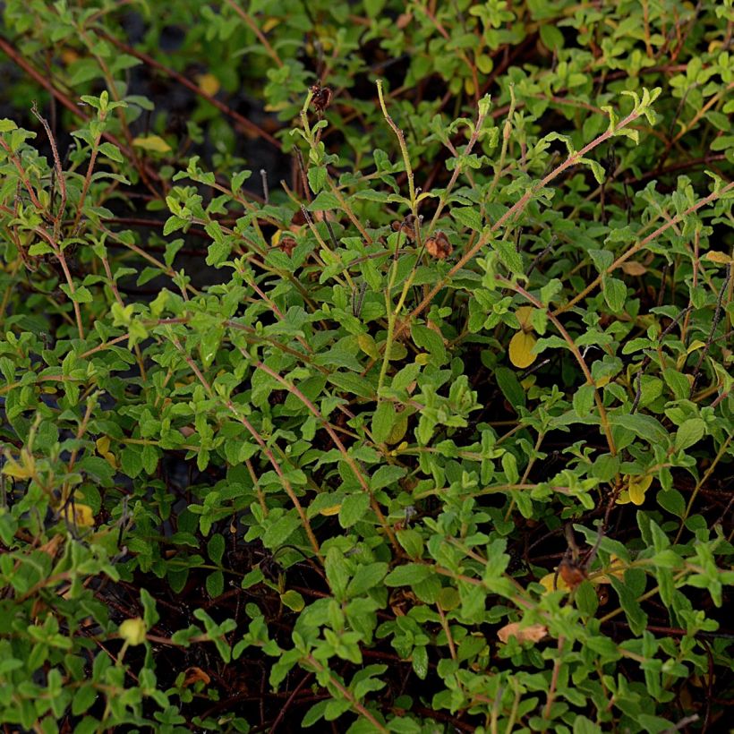 Montpellier-Zistrose - Cistus monspeliensis (Foliage)