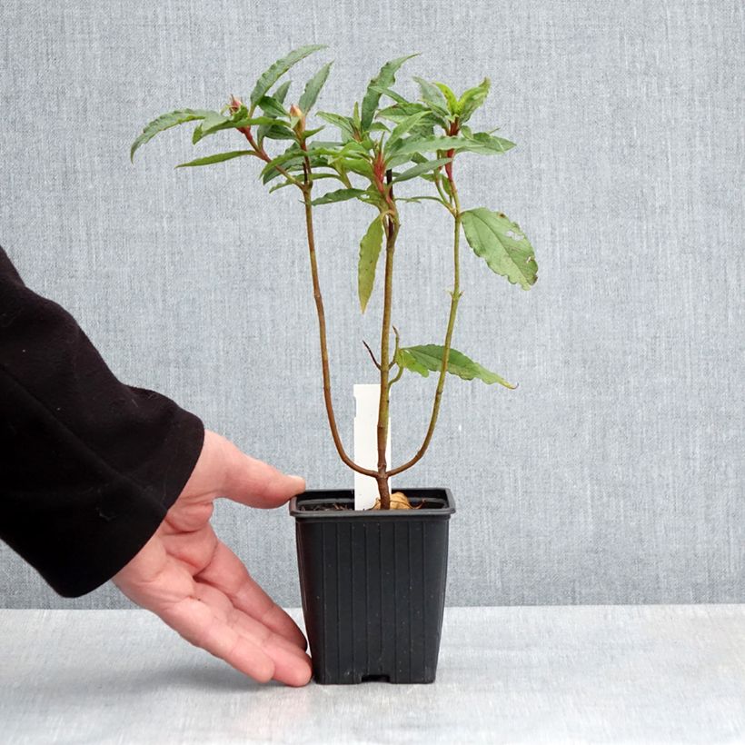 Exemplar von Zistrose Maculatus - Cistus aguilarii Kleine Töpfe von 8/9 cm wie im Frühjahr geliefert