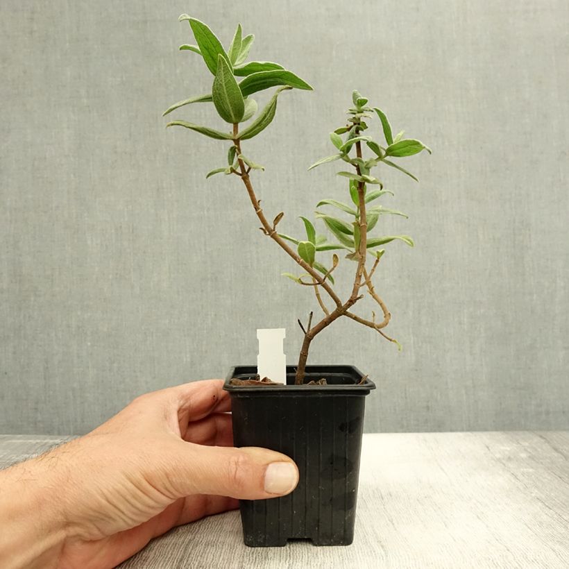 Example of Weißliche Zistrose - Cistus albidus Kleine Töpfe von 8/9 cm as you get in automne
