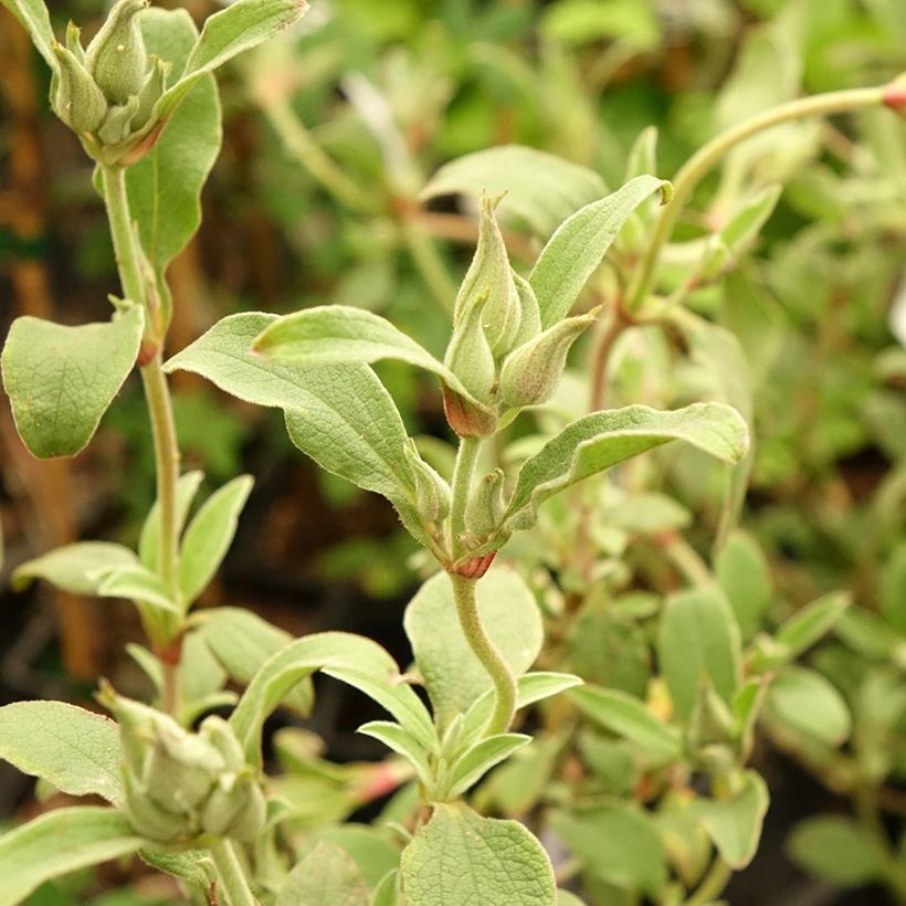 Zistrose Peggy Sammons - Cistus argenteus (Foliage)