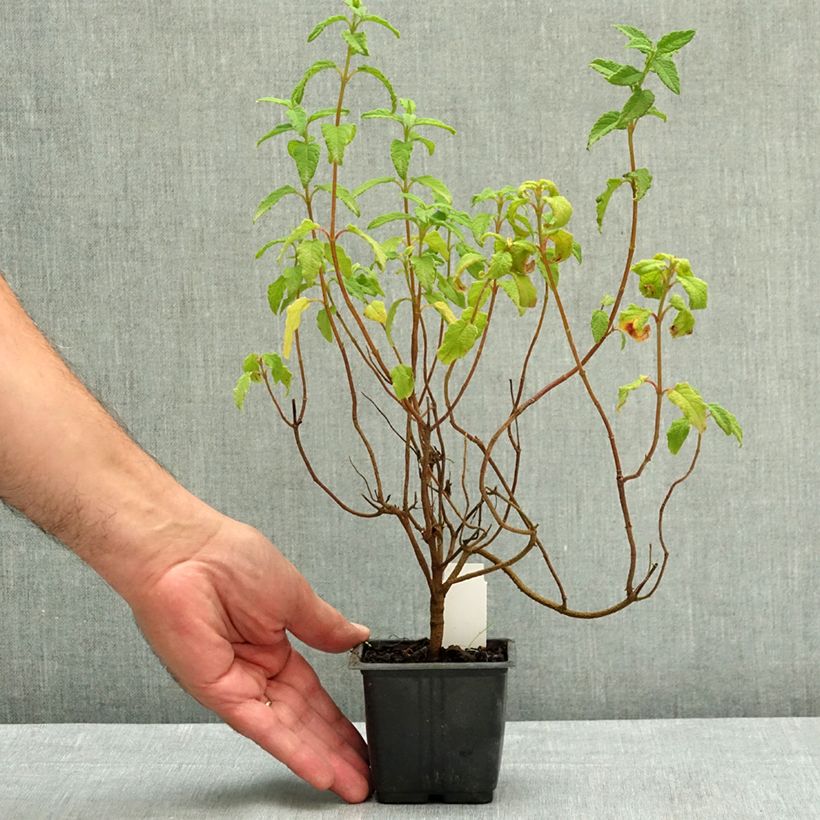 Exemplar von Cistus corbariensis - Ciste des Corbières Godet de 8/9 cm wie im Sommer geliefert