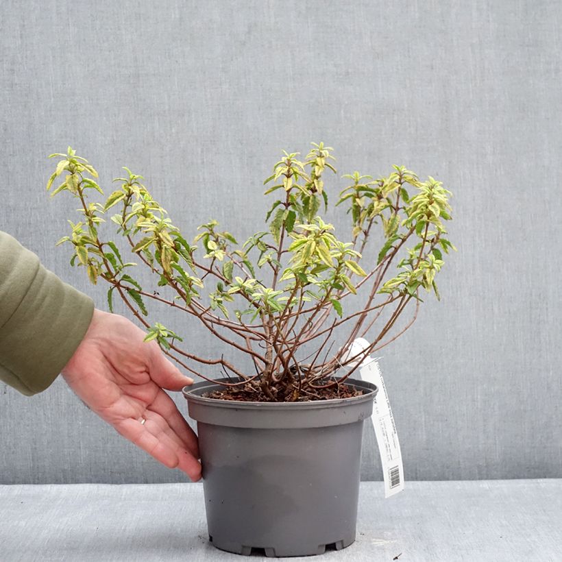 Exemplar von Zistrose Little Miss Sunshine - Cistus corbariensis Topf mit 3L/4L wie im Winter geliefert