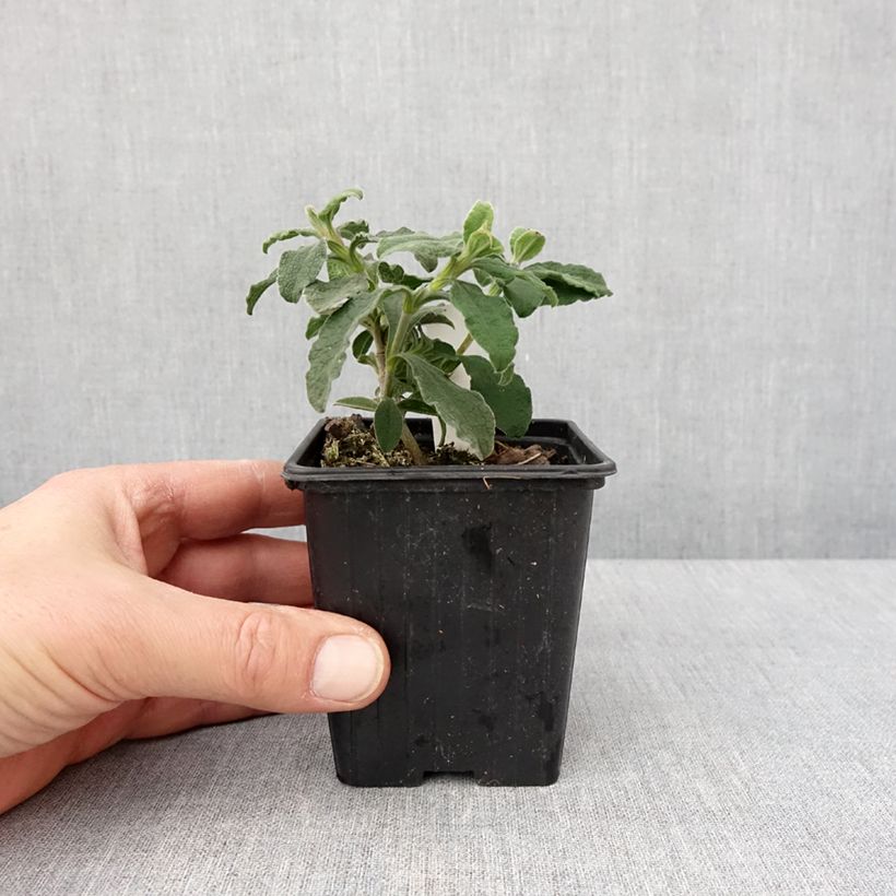 Example of Zistrose Grayswood Pink - Cistus lenis Kleine Töpfe von 8/9 cm as you get in hiver
