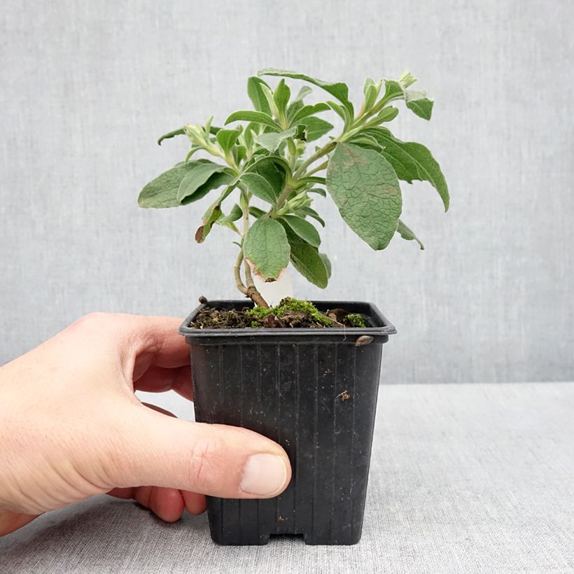 Exemplar von Zistrose Grayswood Pink - Cistus lenis Kleine Töpfe von 8/9 cm wie im Frühjahr geliefert