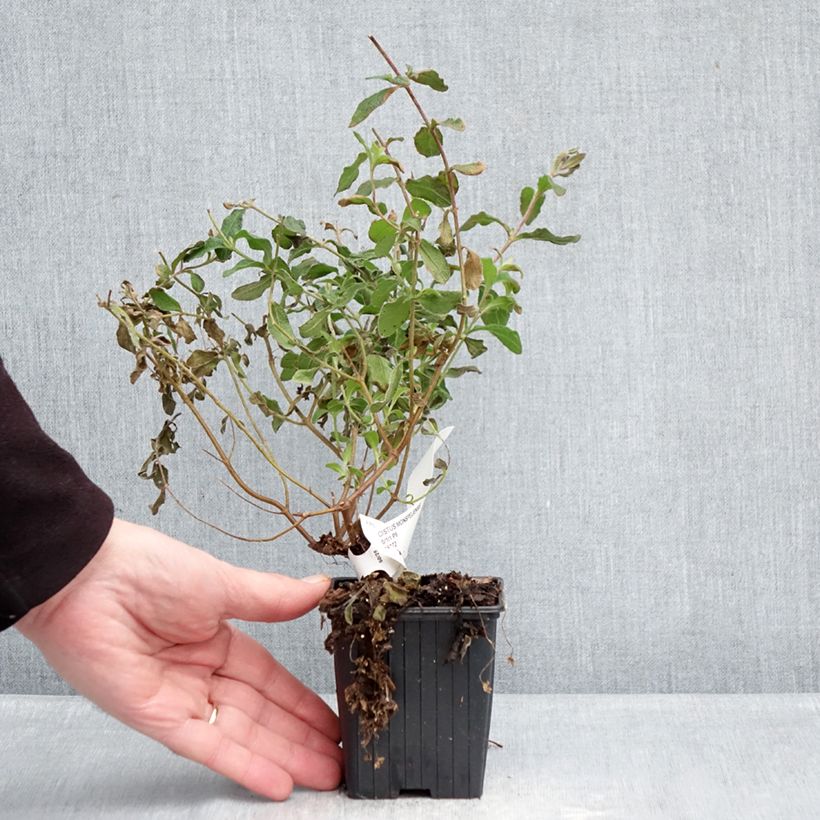 Exemplar von Montpellier-Zistrose - Cistus monspeliensis Kleine Töpfe von 8/9 cm wie im Winter geliefert