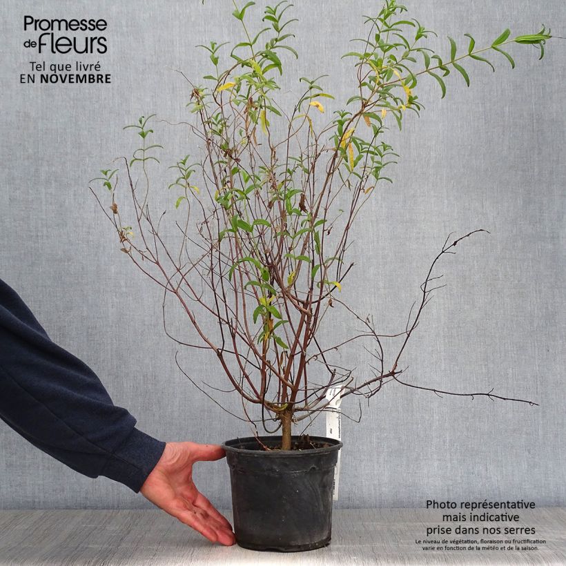 Example of Montpellier-Zistrose - Cistus monspeliensis Topf mit 2L/3L as you get in automne