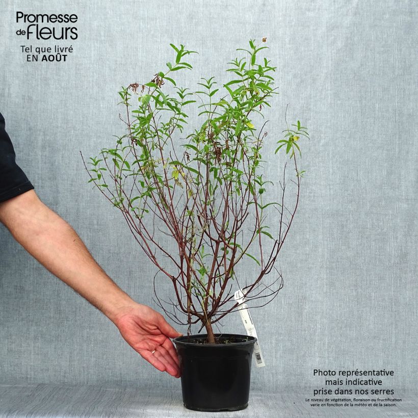 Exemplar von Montpellier-Zistrose - Cistus monspeliensis Topf mit 2L/3L wie im Sommer geliefert