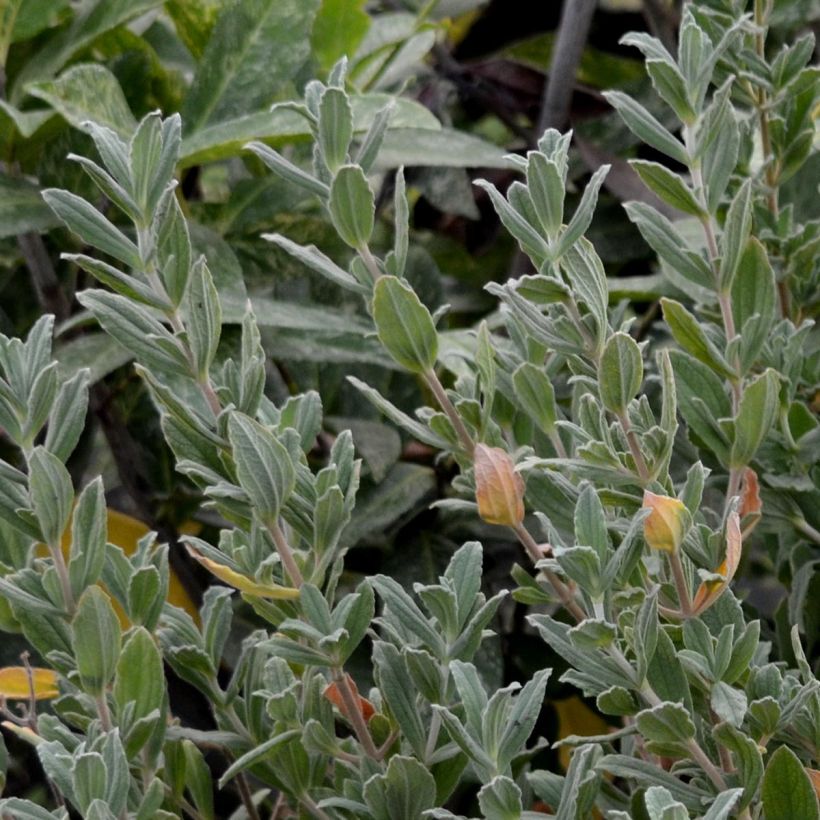 Cistus pulverulentus Sunset - Zistrose (Plant habit)