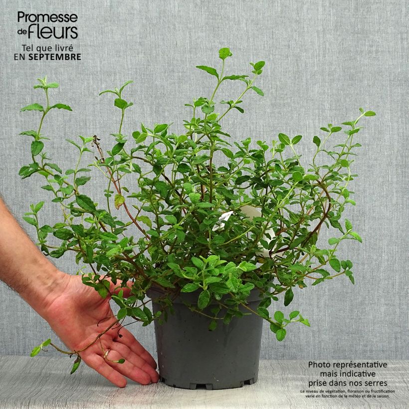 Example of Salbeiblättrige Zistrose - Cistus salviifolius Topf mit 2L/3L as you get in automne