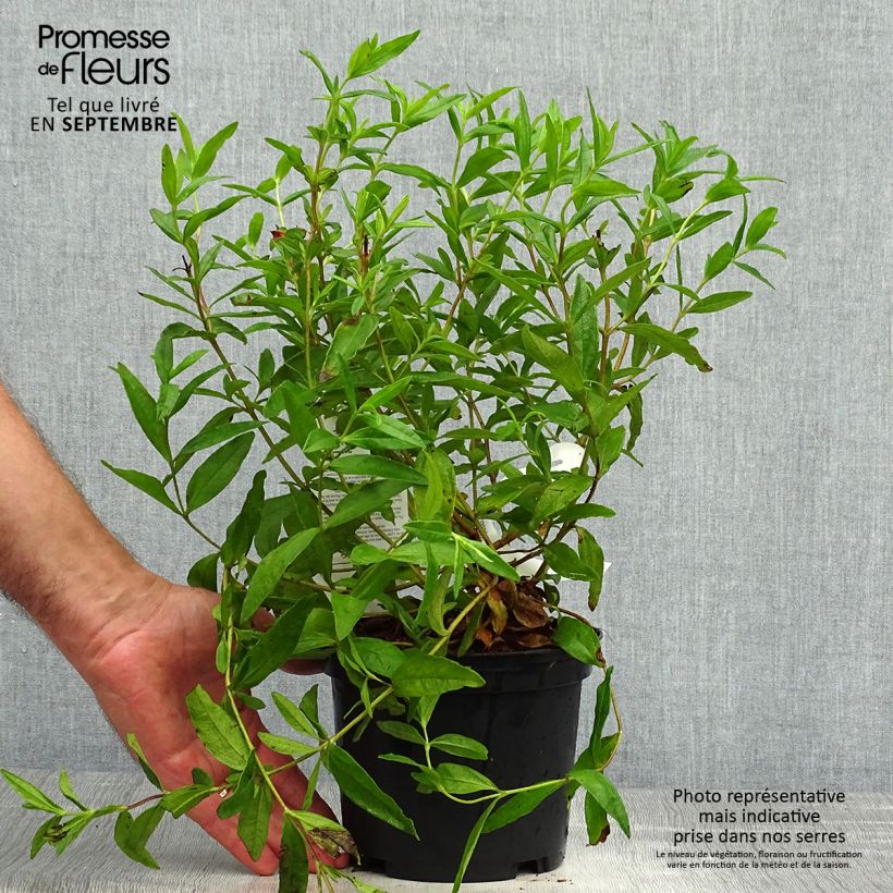 Example of Zistrose - Cistus loretii Topf mit 2L/3L as you get in automne
