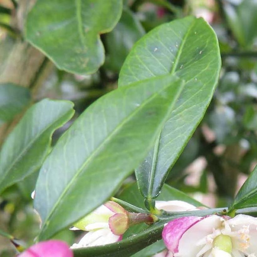Fingerlimette Red Crystal - Microcitrus australasica (Foliage)