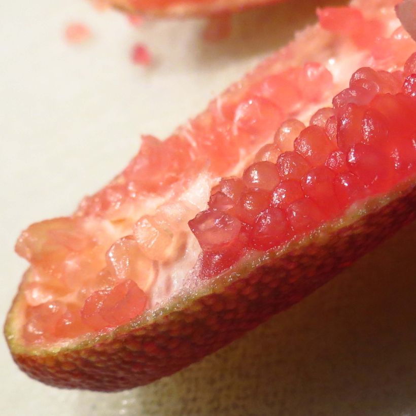 Fingerlimette Red Crystal - Microcitrus australasica (Harvest)