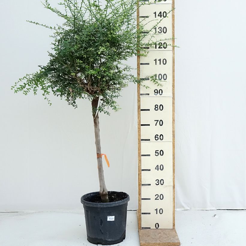 Example of Fingerlimette - Microcitrus australasica Topf mit 18L/20L, Halbstamm as you get in ete