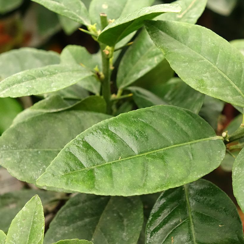 Hybride Zitrone - Citrus x volkameriana (Foliage)