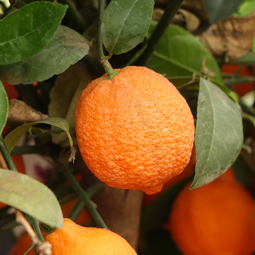 Echte Limette Red Lime - Citrus x aurantiifolia (Harvest)