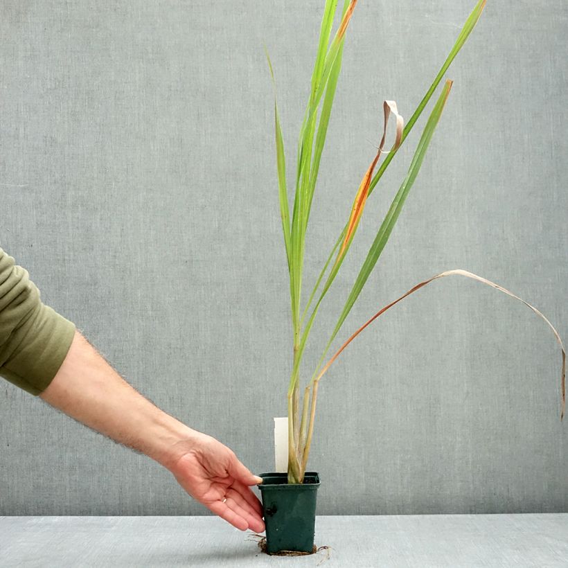 Exemplar von Lemongras (Ölgewinnung (Pflanzen) - Cymbopogon citratus Topf mit 1L/1,5L wie im Herbst geliefert