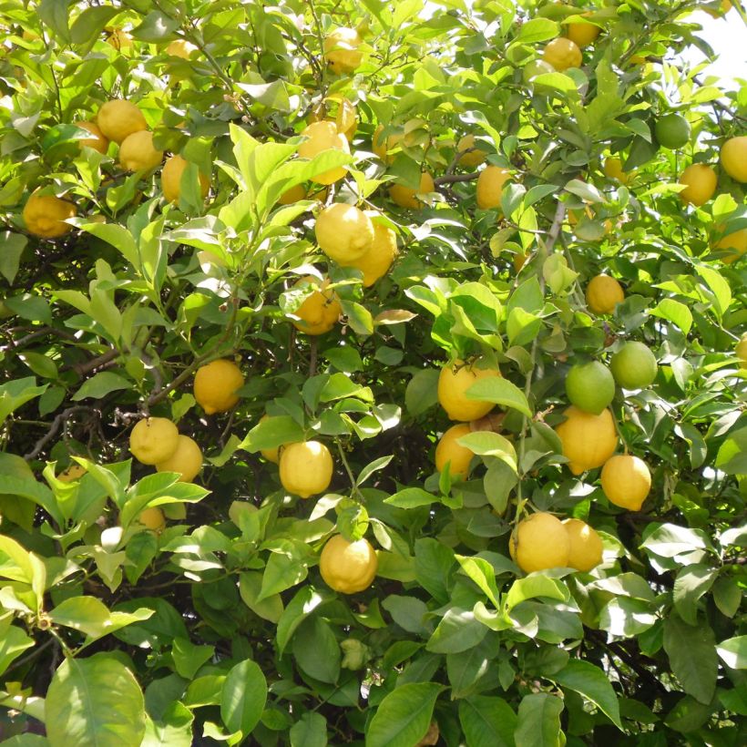 Zitrone Citronnier des 4 saisons - Citrus limon (Harvest)