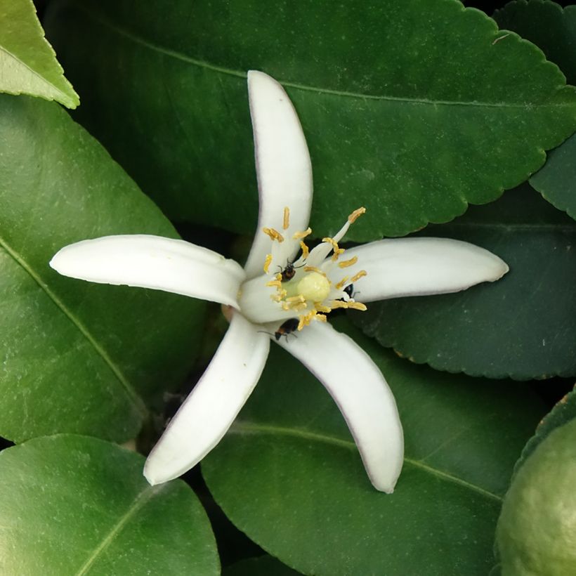 Zitrone Adamo - Citrus limon (Flowering)