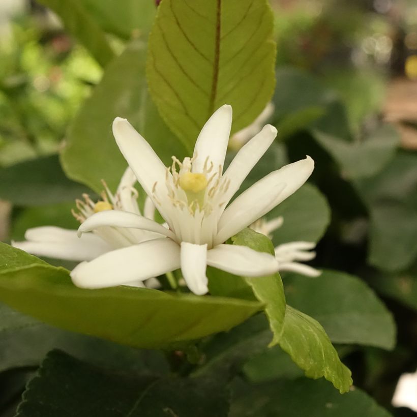 Zitrone Cerza - Citrus limon (Flowering)
