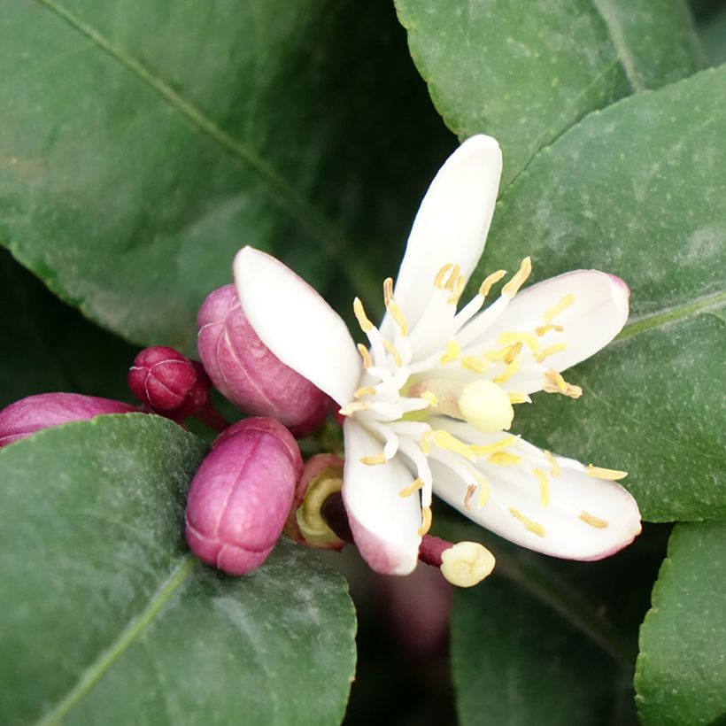 Zitrone Femminello Carrubaro - Citrus limon (Flowering)